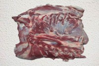 <strong>Forequarter (FQ)</strong> 